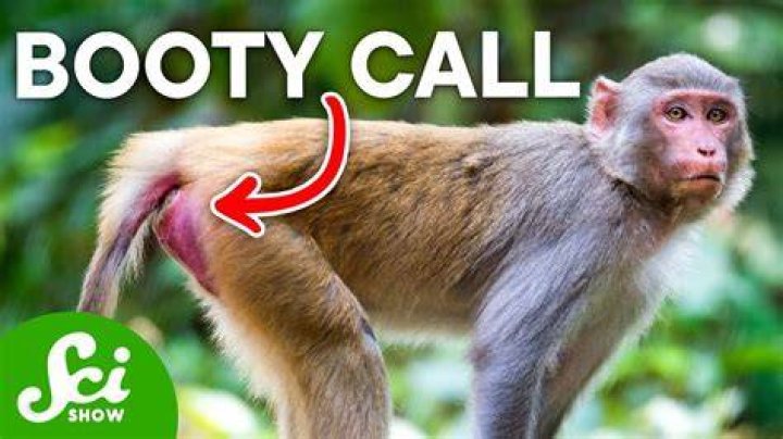 Baboon Butts: A Fascinating Exploration of Nature's Design
