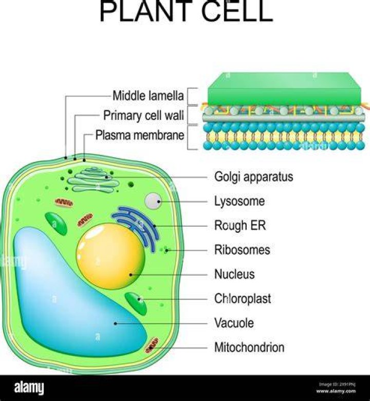 The Cells Inside This Structure Contain Many Green Organelles Called Fill: A Comprehensive Guide